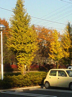 写真＿そろそろ紅葉