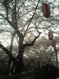 写真＿サクラサク(^o^)／(1)