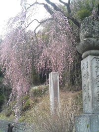 写真＿サクラサク(^o^)／(2)