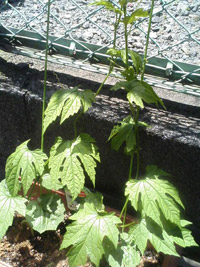 写真＿ゴーヤを植えてみました。ぐんぐん成長中！
