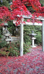 写真＿光明寺のもみじ回廊(2)