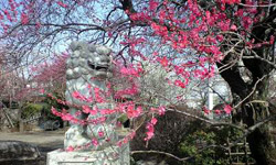 写真_梅が満開。今年は桜も早そうです。
