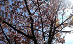 写真_河津桜ももう終わりです。