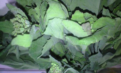 写真_東京多摩地域の地野菜 のらぼうです